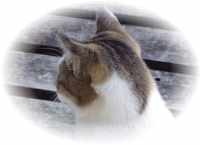 ねこ