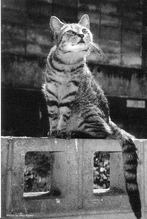 かんのまう と「猫」友、作品展 DM