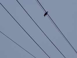 Bird On The Wire