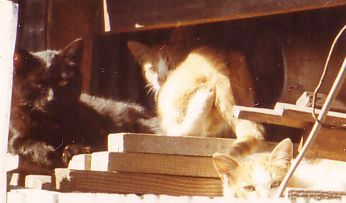 「なんてこったい」と思っているかもしれない猫くんたち