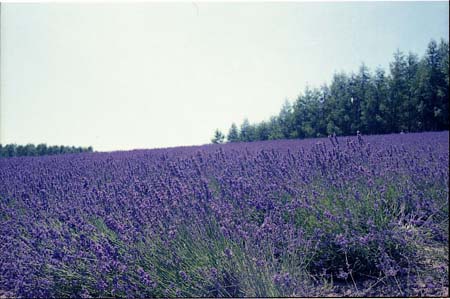 hurano001