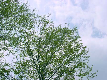sinryoku001