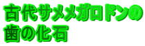 古代サメメガロドンの 歯の化石