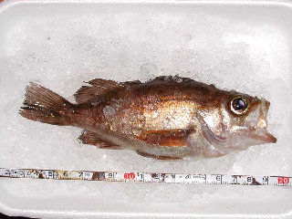 jg4srg_web910-09045002.jpg