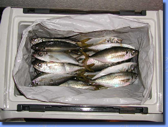 jg4srg_web910-09046003.jpg