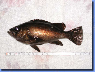 jg4srg_web910-09046007.jpg