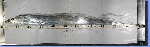 jg4srg_web910-09048005.jpg