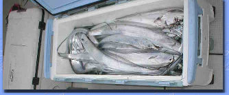 jg4srg_web910-09048007.jpg