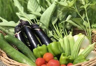 無農薬野菜　取扱店