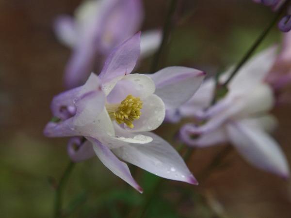 h210517323.jpg