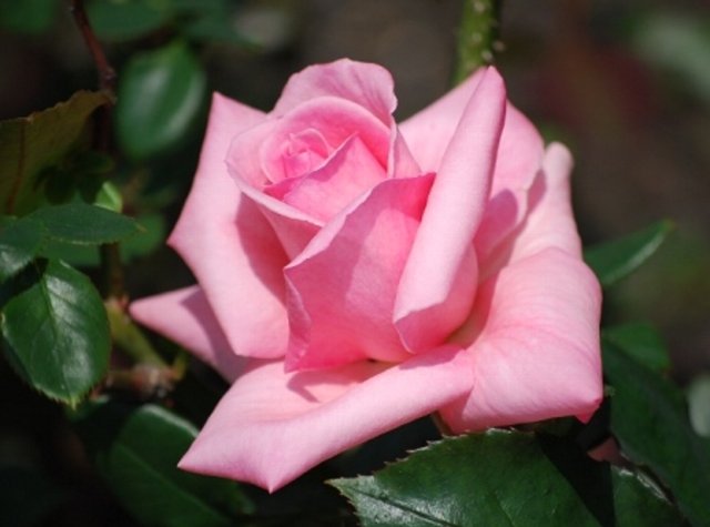 五月の薔薇」