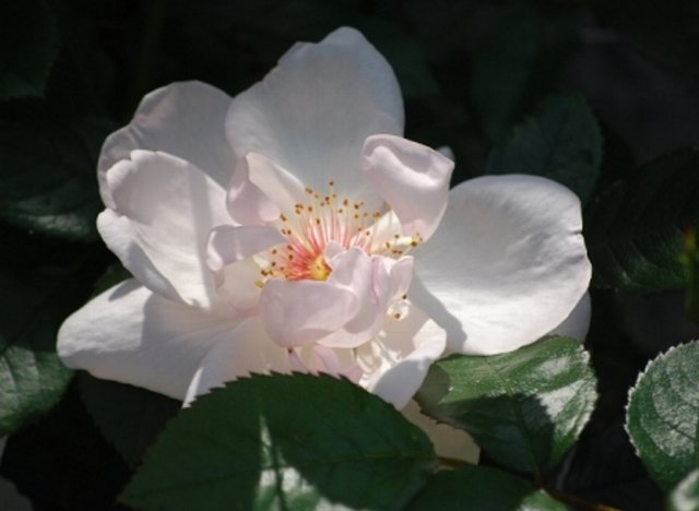 五月の薔薇」