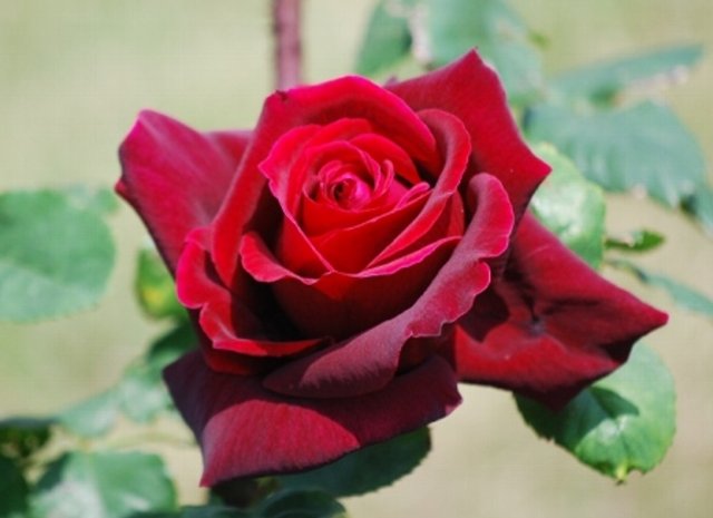 五月の薔薇」