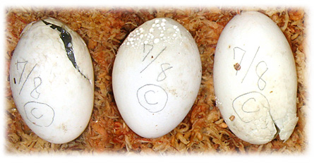 卵の変化は孵化のサイン 甲羅の色と産地の関係について