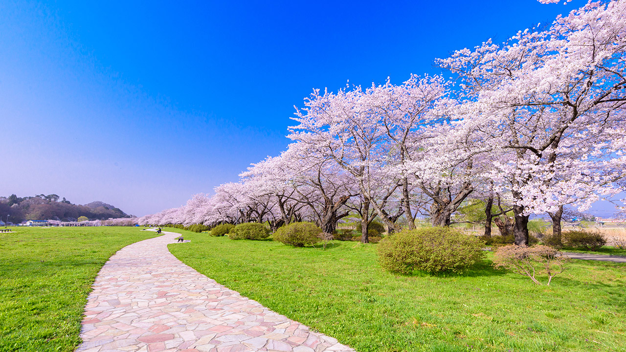 ����ɂ��̓��V�~�d��ł�