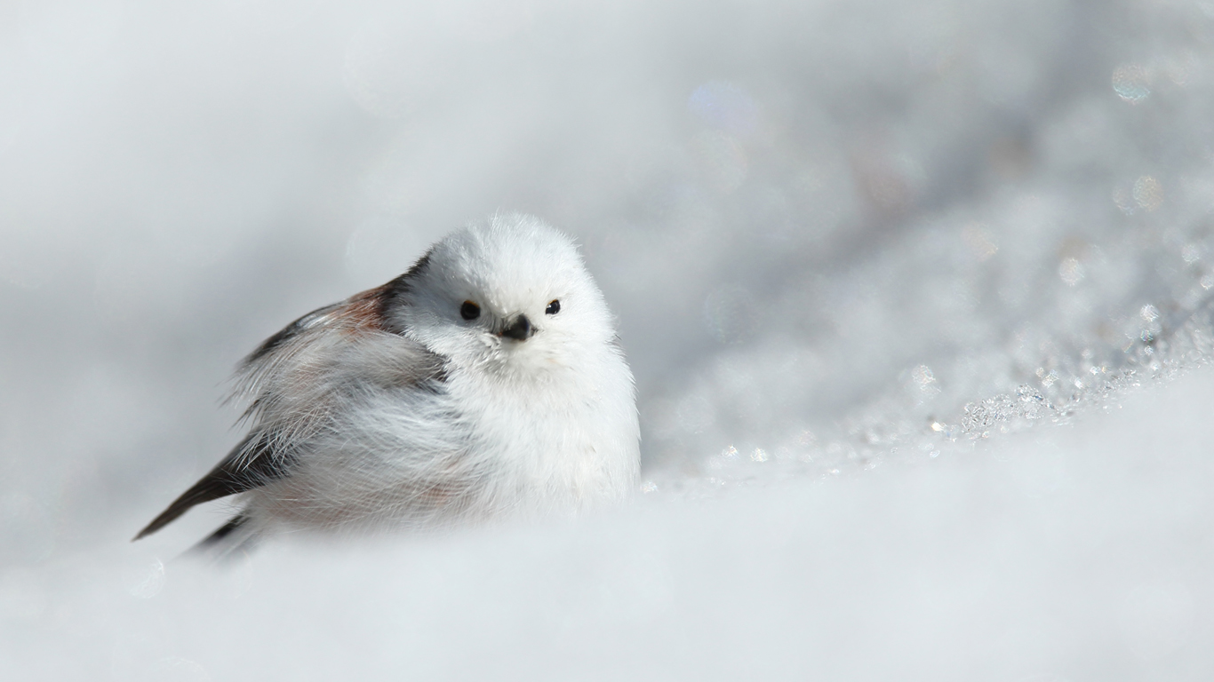 ����ɂ��̓��V�~�d��ł�